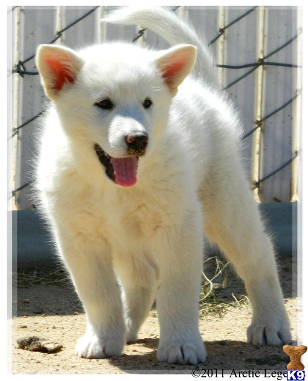 Alaskan Malamute Puppies